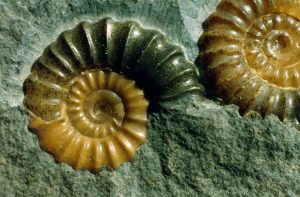 Ammonite_pair_1