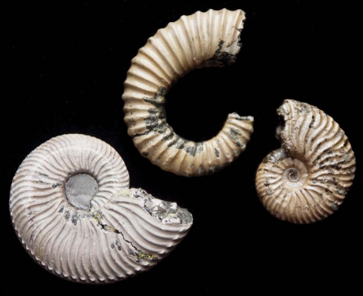 72-britains-mesozoic-fossils-lower-cretaceous-ammonites