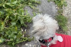 MAY-Bracklesham-14