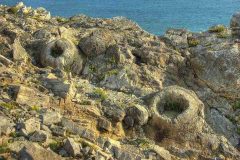 All about fossilised wood Lulworth Fossil Forest Julian Dowse Wikimedia Commons