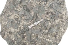 Clam surprises Fossils