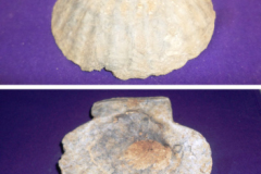 P6-Partly-remineralised-clam-Chesapecten-jeffersonius-found-on-the-beach-at-Chippokes-Source-Debbie-Painter