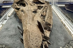 Race-to-rescue-Sea-Rex-Phil-in-his-Pliosaur-t-shirt-behind-the-Sea-Rex-Pliosaur-skull