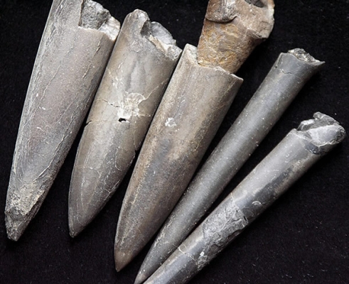 51-discovering-british-fossils2