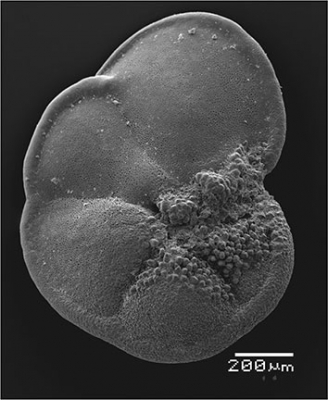 52-microfossils-give-clues-to-past-climate