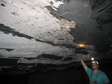 53-in-search-of-underground-forests