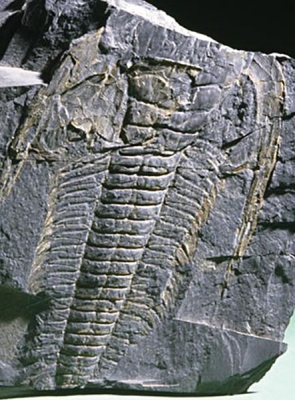 56-trilobites-extinct-but-still-exciting
