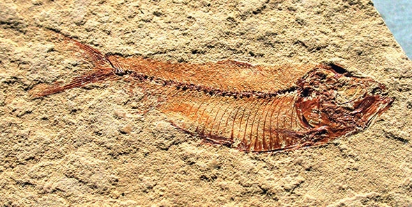 60-state-fossils