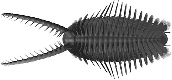61-cambrian-fossil-treasure-chest