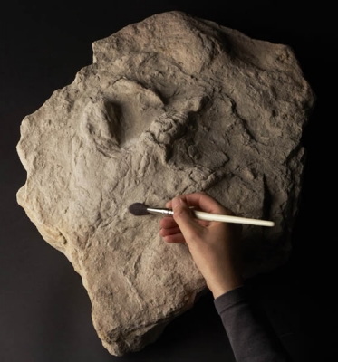 61-dinosaur-footprints-in-scarborough