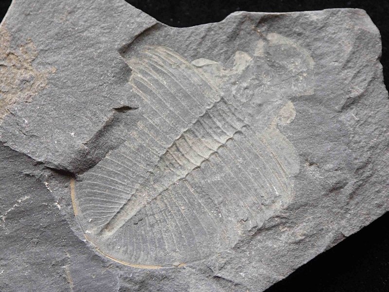 70-britains-lower-palaeozoic-fossils-ogyiocarella-debuchii