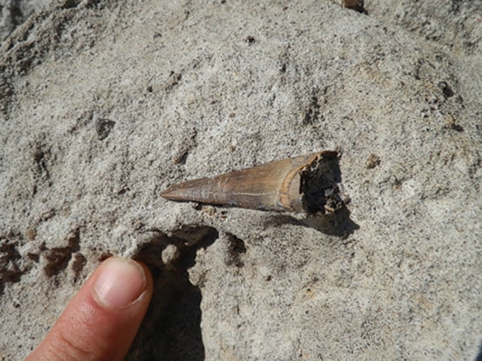 73-how-to-get-better-at-fossil-hunting