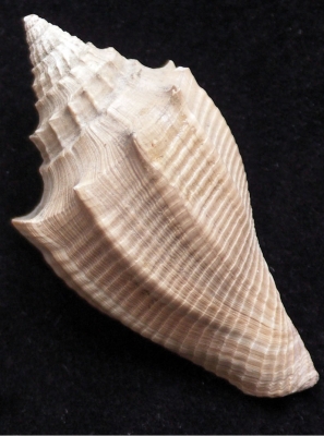 britains-cenozoic-fossils
