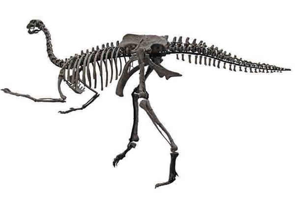 dinosaurs-of-china