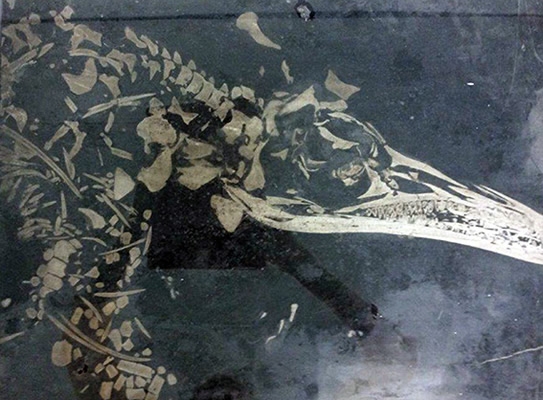 sea-dragons-have-resurfaced