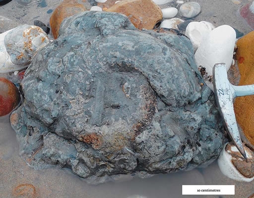 setting-out-to-solve-the-ammonite-mystery