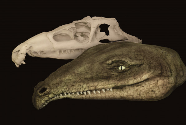 INSIDE THE MIND OF PROTEROSUCHUS