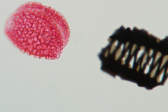 POLLEN GRAINS: FOSSILS NOT TO BE SNIFFED AT