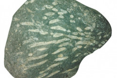 TOP PORT OF CALL FOR FOSSILS
