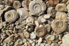 HOW AMMONITES CLOCK CLIMATE