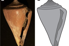James-Barnet-Glorious-gastropods-Eoconus-edwards