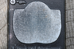 Brachiopod