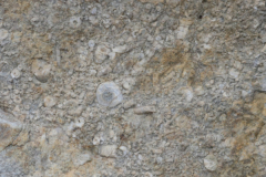 Crinoid-ossicles