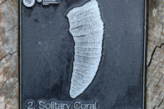 Solitary-coral