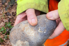 largecobble