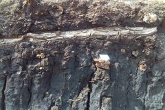 a picture of large tree branches in the upper part of the peat deposits at Skipsea Withow Mere