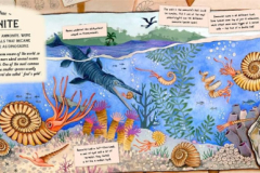 ammonites-fossil-keepers-treasure