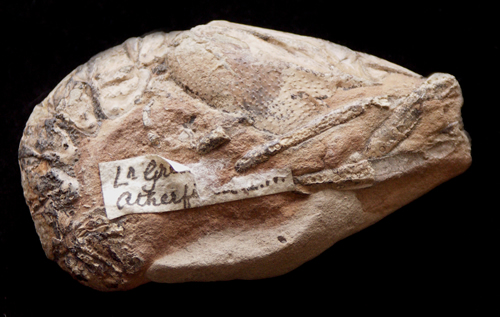 Cretaceous Meyeria