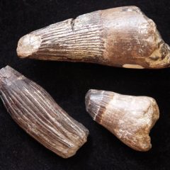 Cretaceous Mosasaur teeth