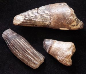 mosasaur teeth identification