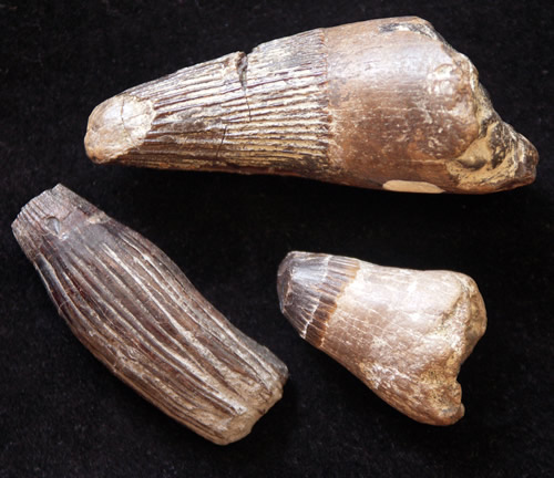 Cretaceous Mosasaur teeth