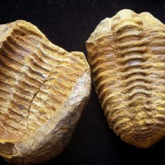 Devonian Calymene