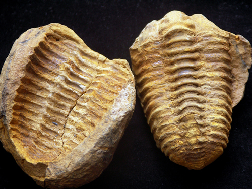 Devonian Calymene