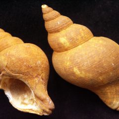 Pleistocene Neptunea