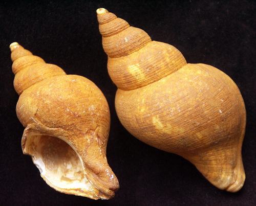 Pleistocene Neptunea