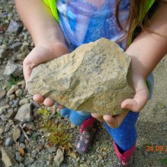 Rockwatchers Fossilhunting