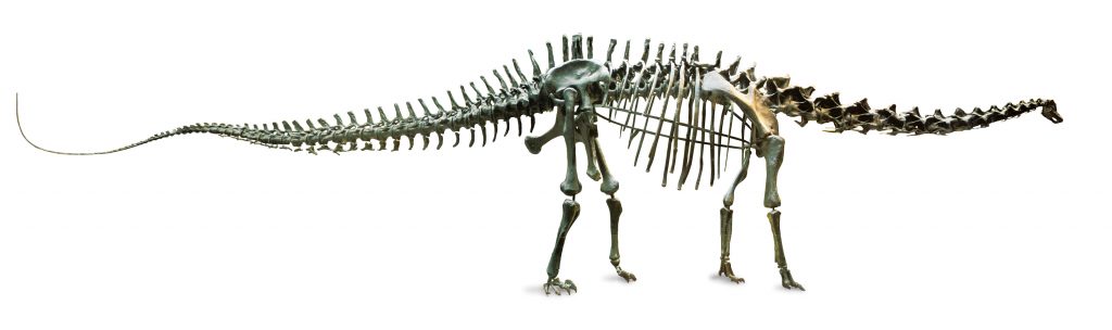 The 26-metre Diplodocus skeleton is a museum icon and has been on display for more than 100 years. Found in Wyoming, USA.