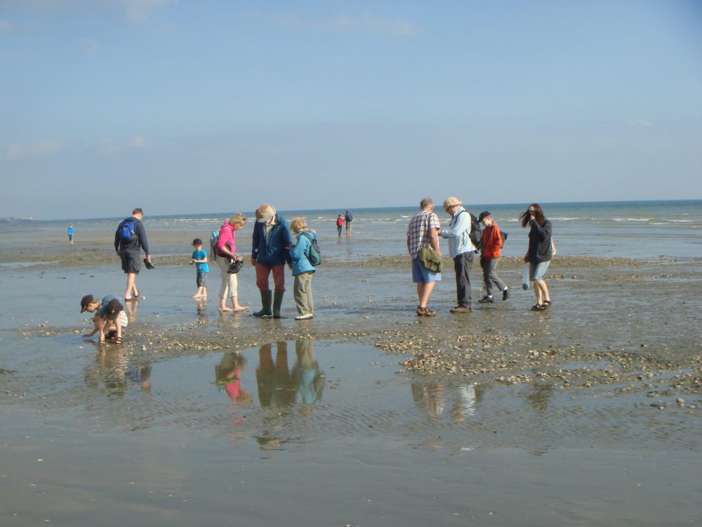 Fossil Hunt to Bracklesham Bay, West Sussex - Monday 10 April 2017