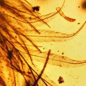 Amber specimen offers rare glimpse of feathered dinosaur tail