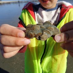 Fossil collecting fieldtrip at Bracklesham, West Sussex – Saturday 22nd July, 2017