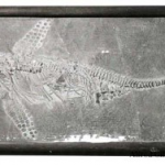 Sea Dragons - Ichthyosaur fossils in Street, Somerset - Saturday 17 February 2018