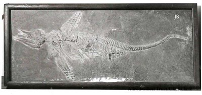 Sea Dragons - Ichthyosaur fossils in Street, Somerset - Saturday 17 February 2018