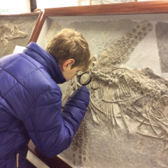 Fabulous fieldtrip to see the Ichthyosaurs in Street, Somerset