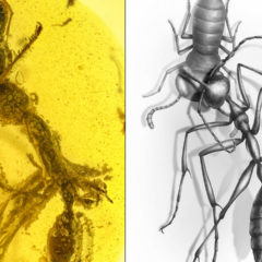 Fossil of Hell Ant proves different killer strategy