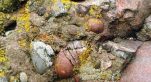How conglomerate – puddingstone - looks when formed Photos by Susanna van Rose