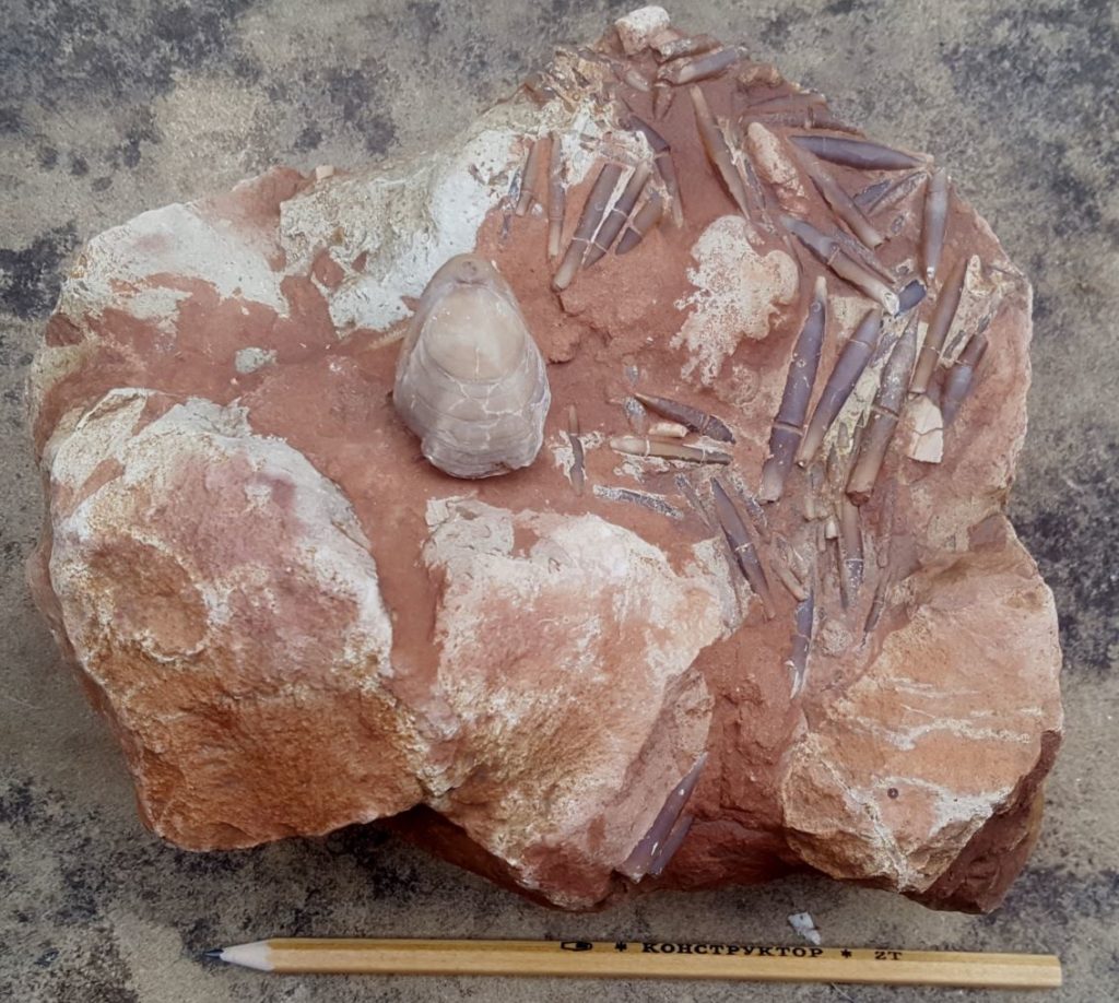 Fossils Found Rockwatch